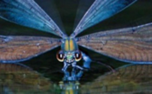 Naissance de l'Institut Milton H. Erickson Ile-de-France Naissance de l'Institut Milton H. Erickson Ile-de-France